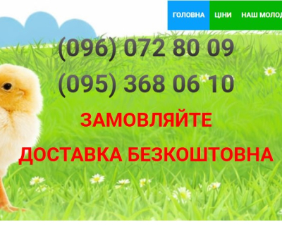Продаж курчат-бройлерів КОББ-500/РОСС-308
