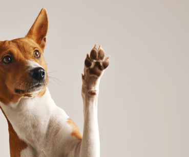 Happy Paws
