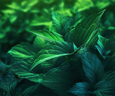 MINT CLEANING
