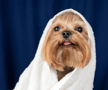 Гав & Мяу