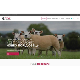 Texel