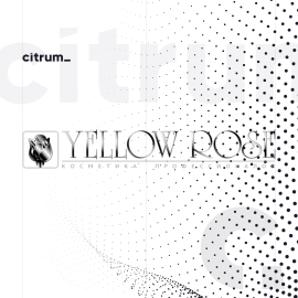 Yellow Rose