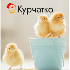 Курчатко