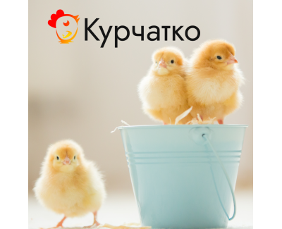 Курчатко