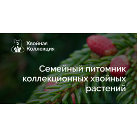 Хвойная Коллекция