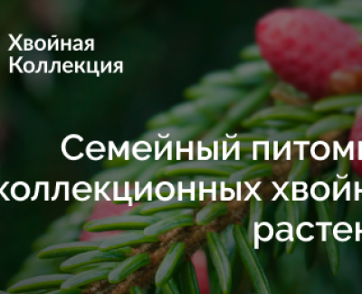 Хвойная Коллекция
