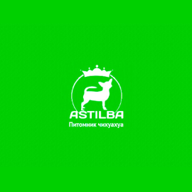 Astilba. Питомник чихуахуа