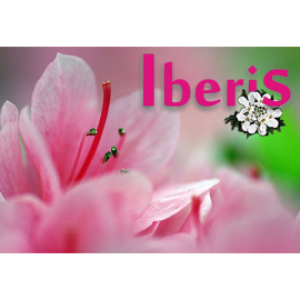 Iberis