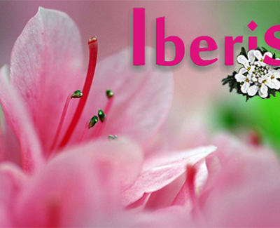 Iberis