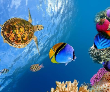 Корпоративный сайт компании Aquarium Classic