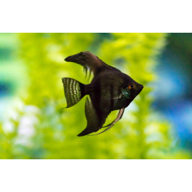 Favorite Fish