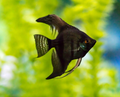 Favorite Fish